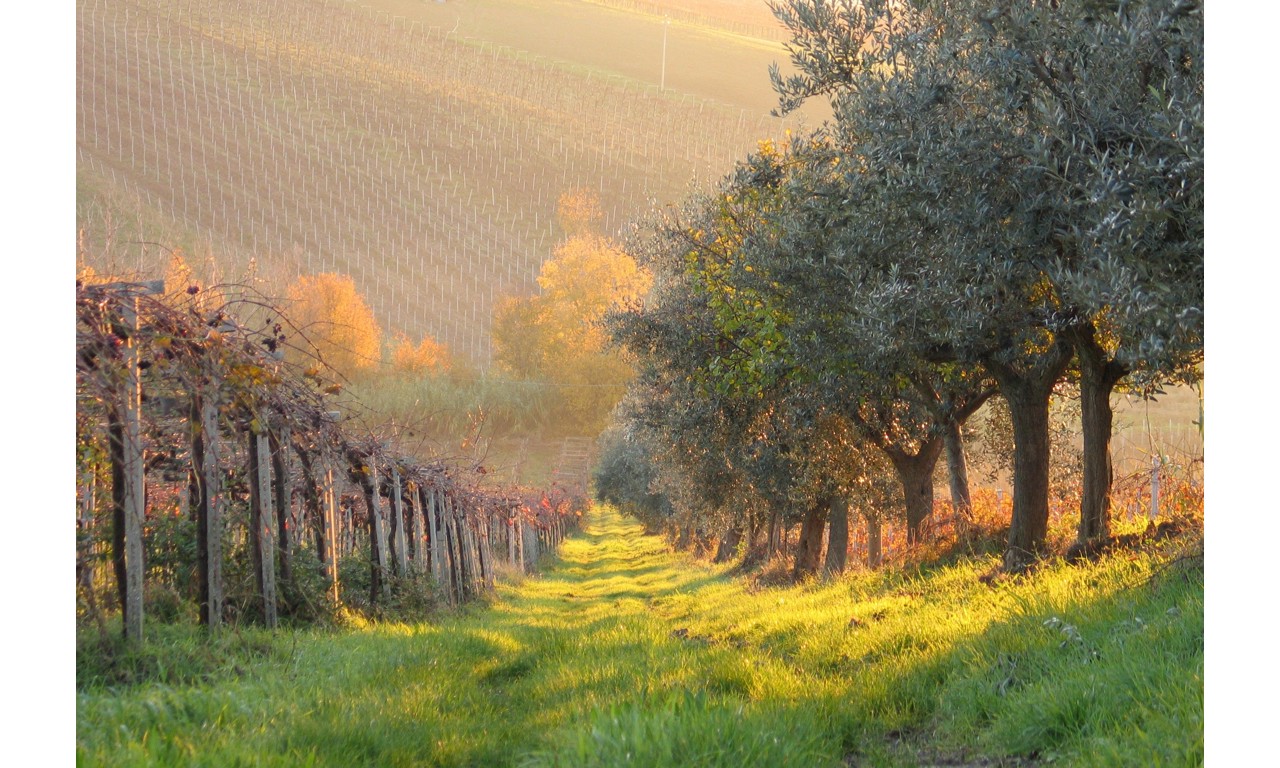 Dove bere un ottimo vino Controguerra DOC a l'Aquila