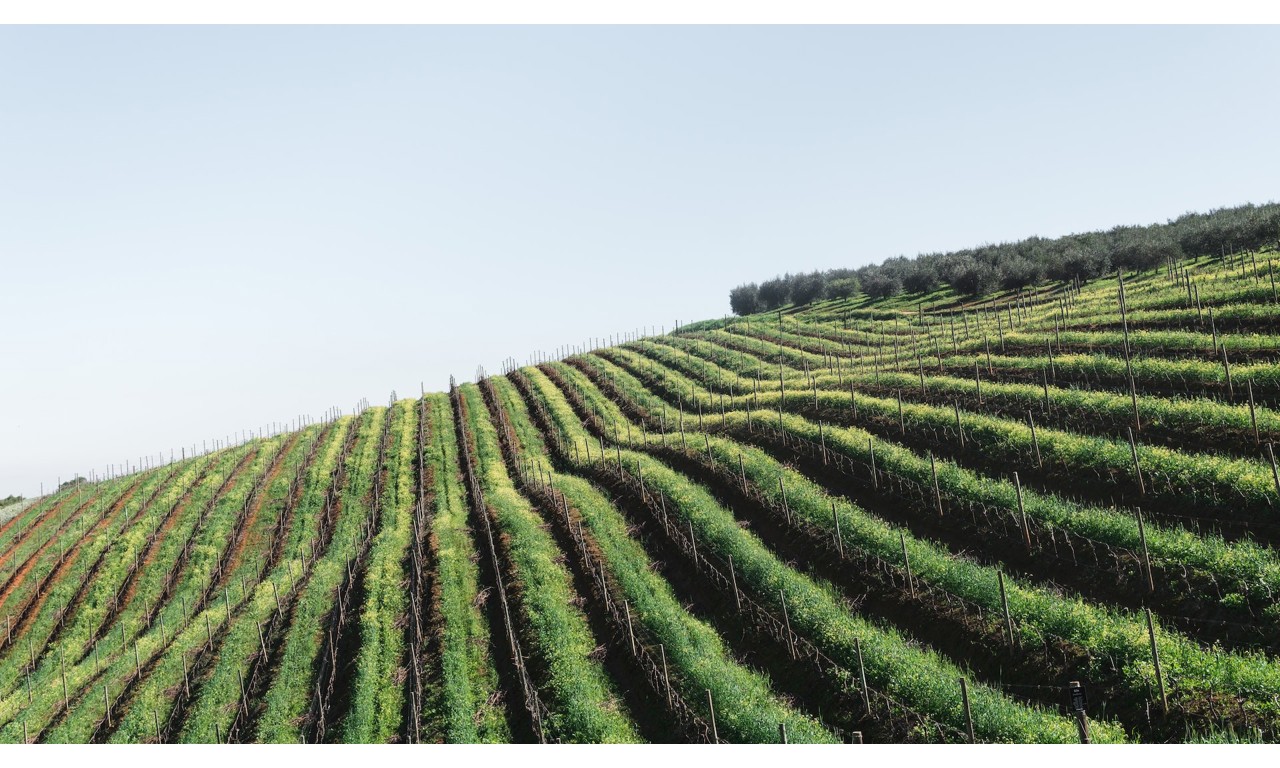 Colline di Vigneti