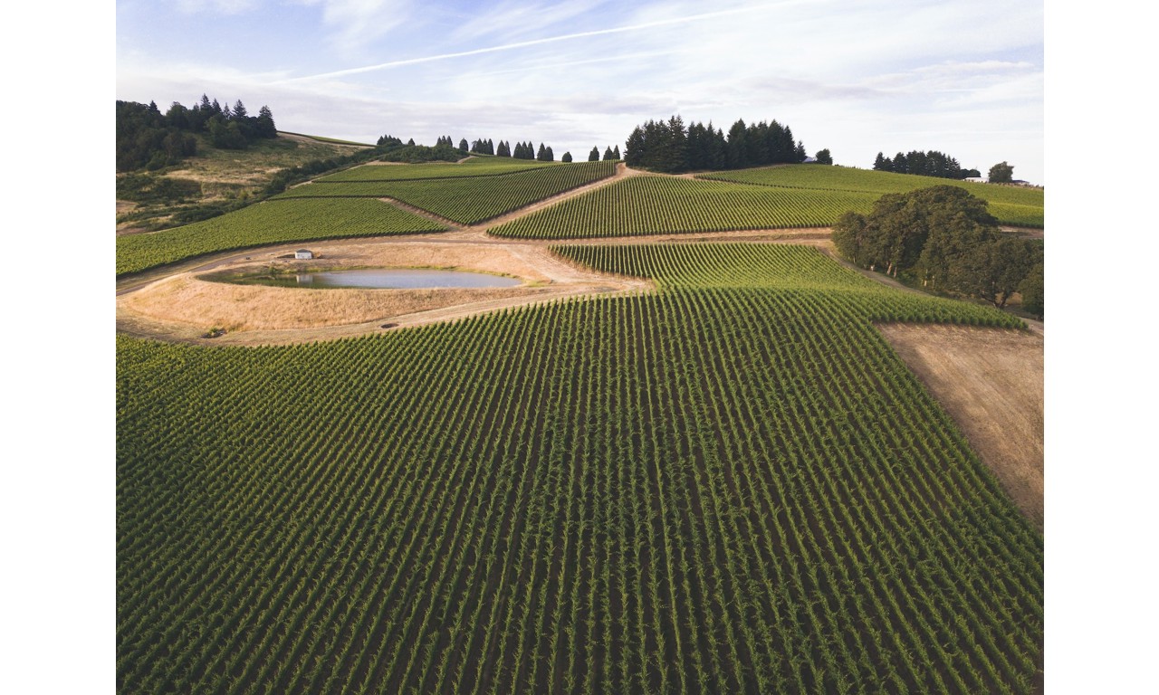 Colline di Vitigni