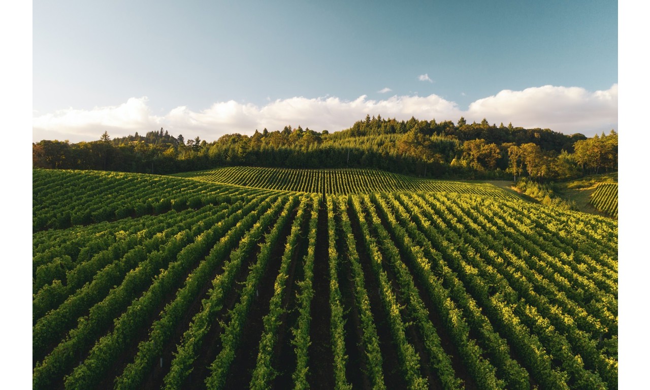 Distese di vigneti
