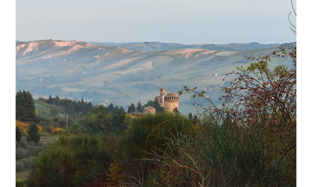Bianco di Castelfranco Emilia IGT, la celebre denominazione dell'Emilia Romagna