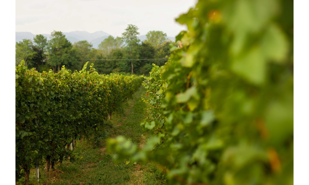 vitigni nebbiolo