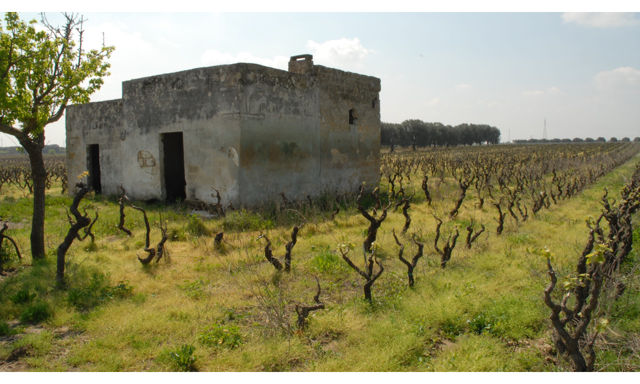 Vitigno Negroamaro