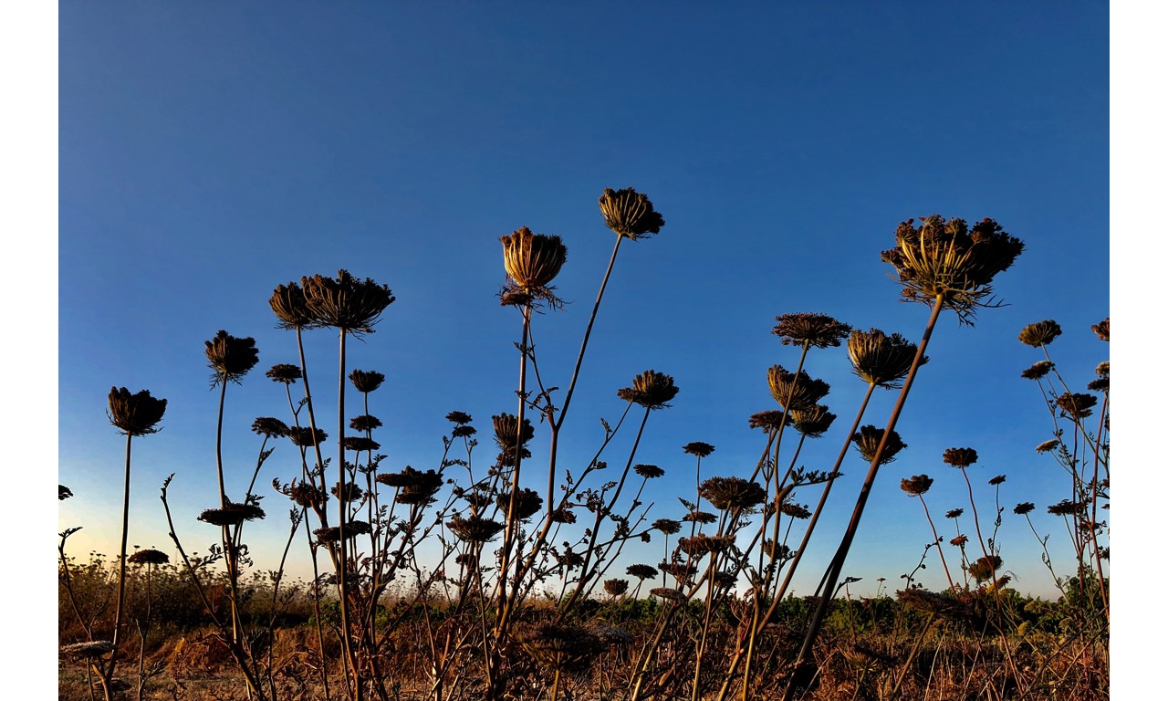 Campo di Pantelleria