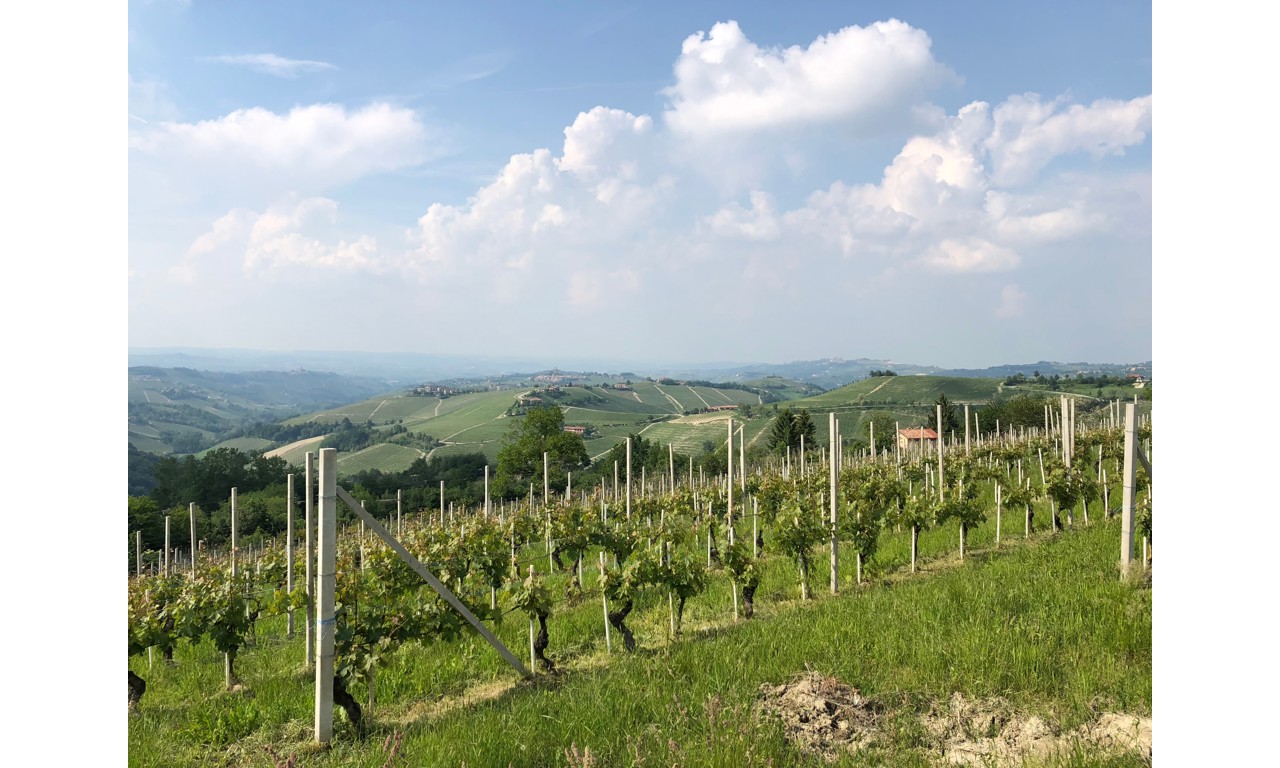 Vitigno del Piemonte