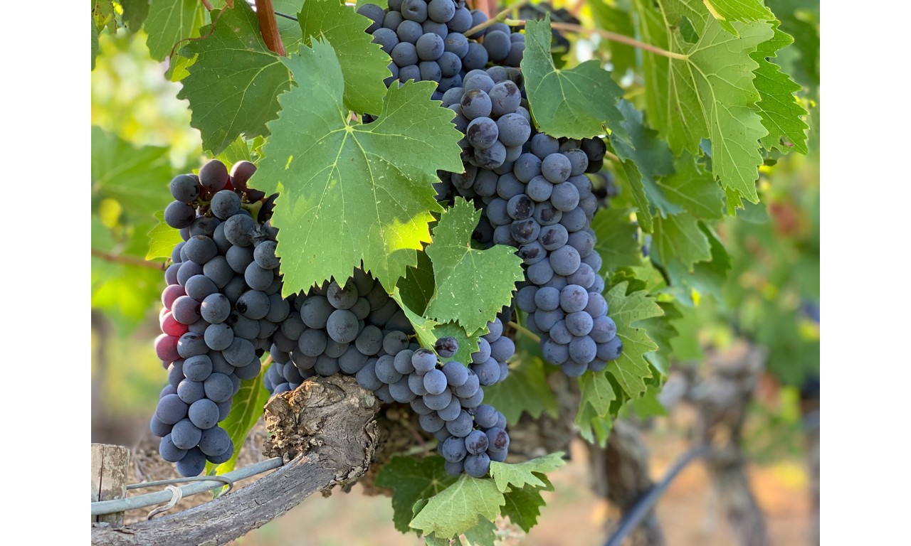 grappoli di sangiovese grosso