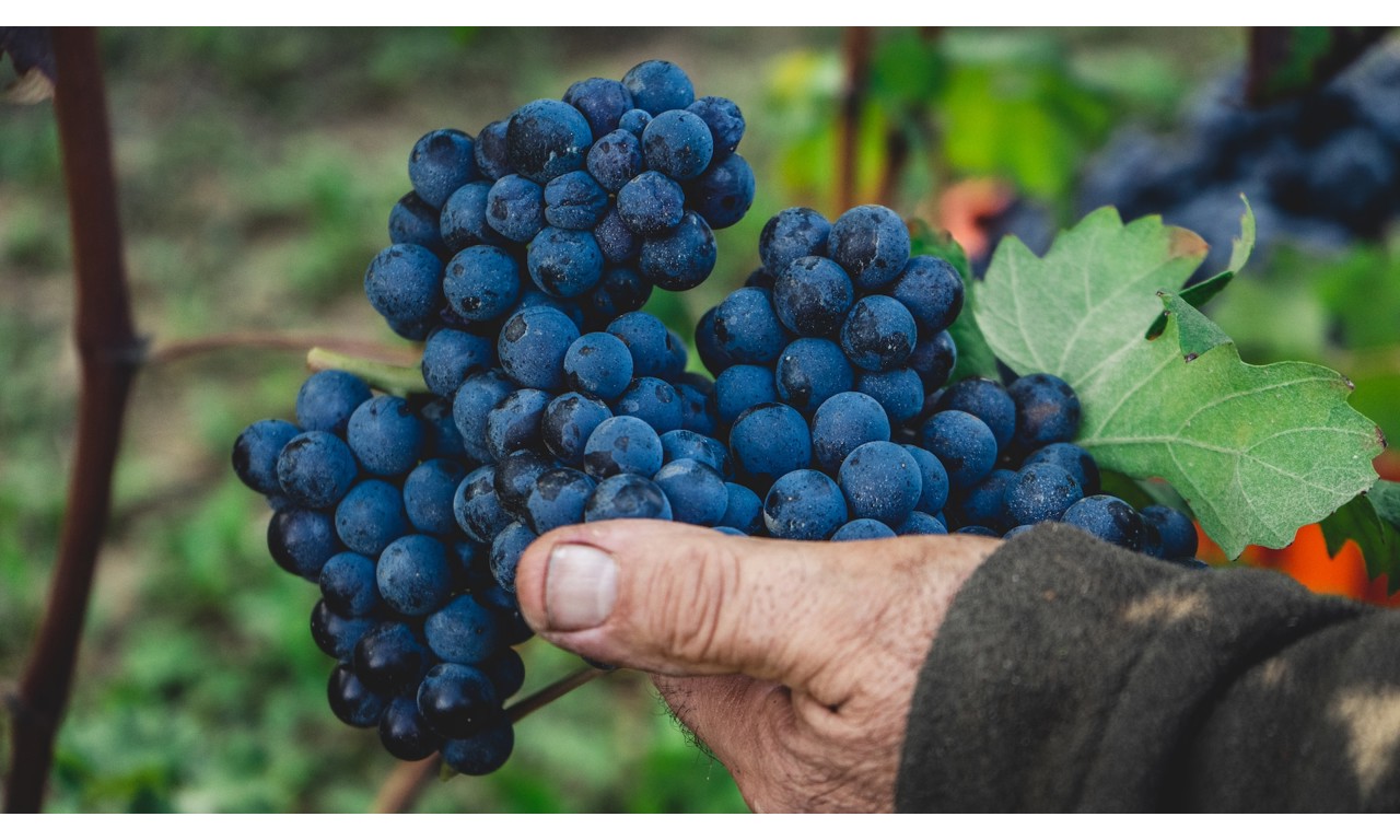 Uve Barolo
