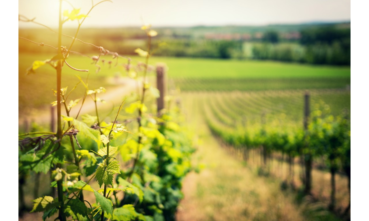 Vigne in regime biologico, coccinelle ed insetti buoni