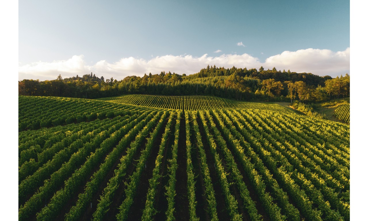 Vitigno di uve Merlot